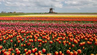 Bunt blühendes Tulpenfeld mit einer Windmühle im Hintergrund in Holland