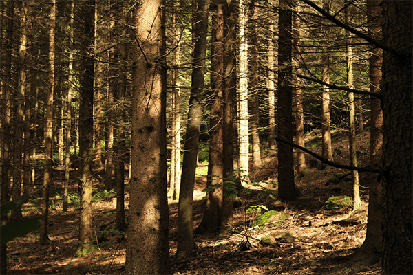 Blick in den Wald