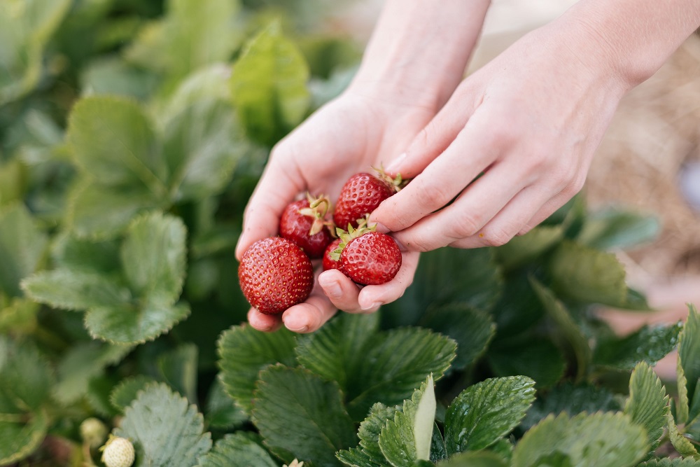 Eine Person pflückt Erdbeeren vom Feld