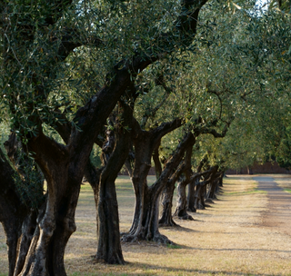 Olivenbäume am Campingplatz am Gardasee in Italien
