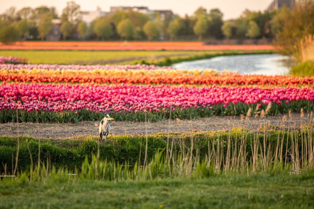 Großes Feld mit bunten Tulpen in Niederlande