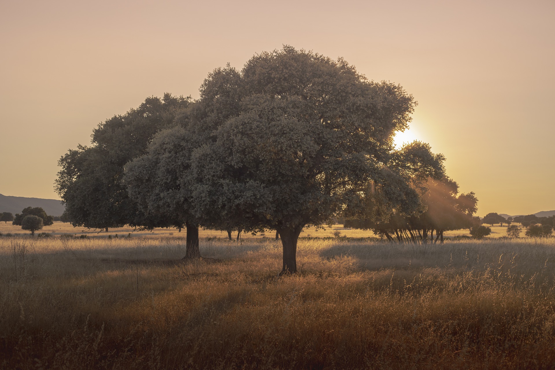 Bäume in der unberührten Natur von Spanien